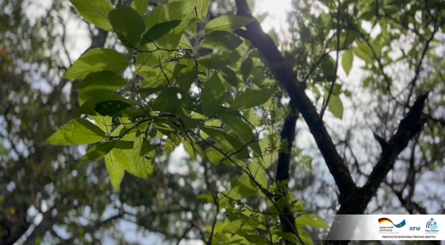 Bosque La Palma, El Salvador