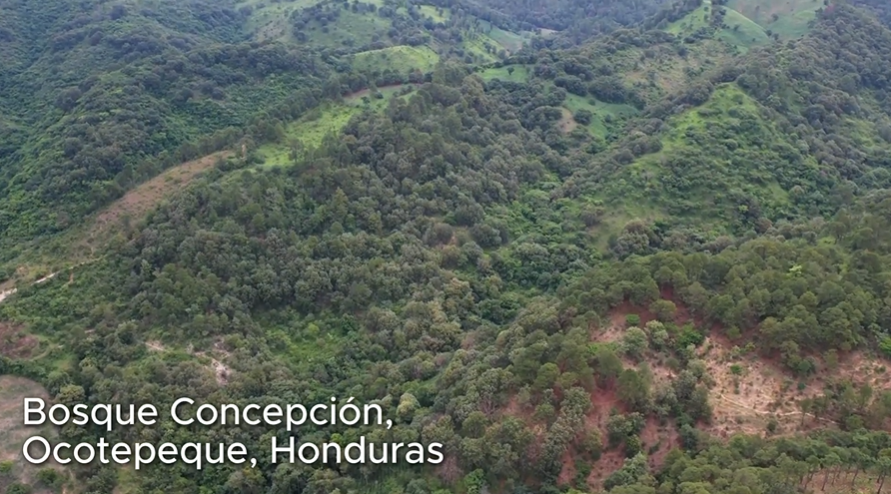 Bosque Concepción, Ocotepeque, Honduras